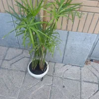 گلهای شاداب وزیبا