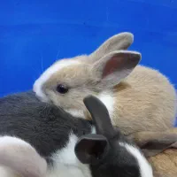 بچه خرگوش کوچولو