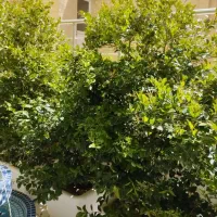 یاس هلندی با کوزه گلپونه