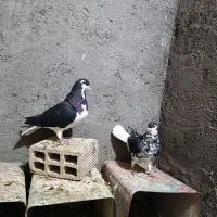 ساده جلو بسته نر ساده افشون ماده