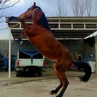 اسب دوساله