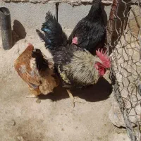 مرغ وخروس