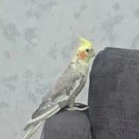 عروس هلندی ماده