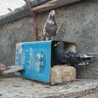 سرخ سرور