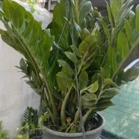 فروش گل آپارتمانی وباغچه ای دراراک