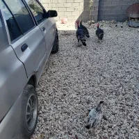 بوقلمون ن و ماده سه عدد دوتا ماده یهکی نر تخم گذار