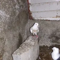کبوتر|پرنده|بندر گناوه, |دیوار