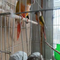 یک جفت طوطی ردچیک ودایلوت باکیفیت مولدبه ضمانت