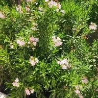باغ-شهری-سیاخ-دارنگون-مجموعه-بهار