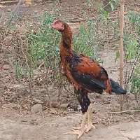 جوجه لاری ۴ ماهه