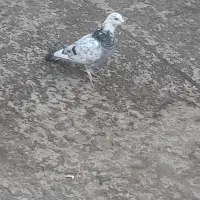 چنتا کفتر