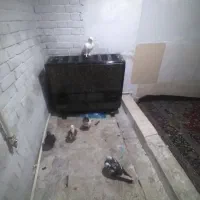 نر سفید نرسرجوزی ماده سیاه گور بی کاکول وماده زاغ