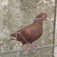 کبوتر مقلف وکهنه