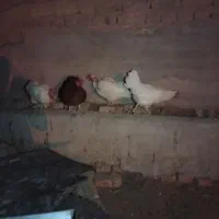 مرغ|حیوانات مزرعه|رفسنجان, |دیوار