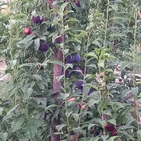 باغ ۵۸۰ متری