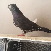 کبوتر سرور کاکلی،جفت نوک ریز