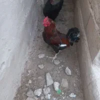غاز وخروس جهت قربانی ونگهداری
