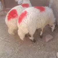 دوعددبره