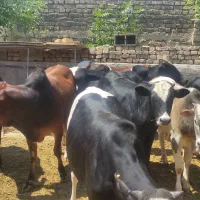 گوساله چاق