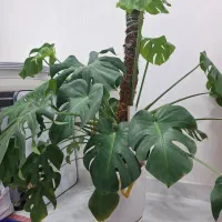 گل برگ انجیری غول پیکر