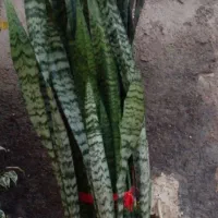 گل سانسوریا