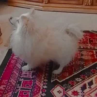 سگ پامرانین