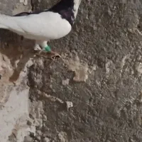چپ درشت قواره دار