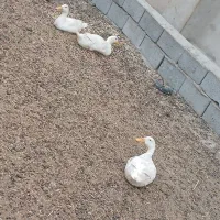 اردک