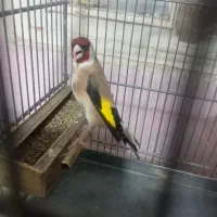 یک جعفت سهره نر ماده