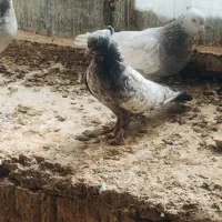 ماده  سینه ابی  خوب