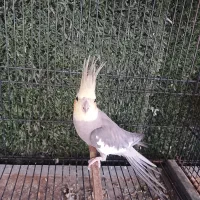 عروس هلندی مولد