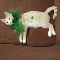 واگذاری گربه ths