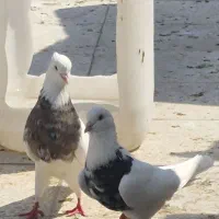 طوقی هفت رنگ