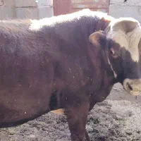 گوساله نر|حیوانات مزرعه|چترود, |دیوار