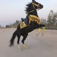 شیر اسب