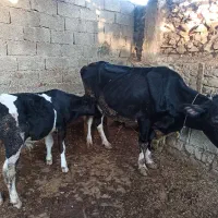 گاو و گوساله نر