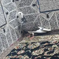کبوتر شازده