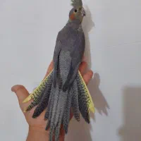 عروس هلندی