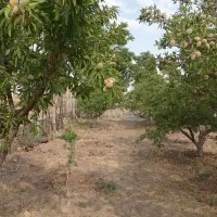 باغچه|خدمات باغبانی و درختکاری|آبیک, |دیوار