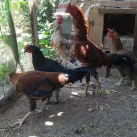 مرغ وخروس