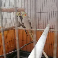 عروس هلندی