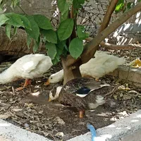 اردک
