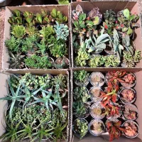 گل و ساکولنت دونه ای 20 تومان برای دانش اموزان
