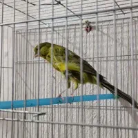 قناری رسمی بلند