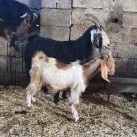بز جوان داشتی