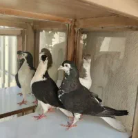 کفتر رنگه المانی جفتگاه مفت