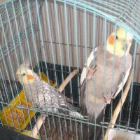 یک جفت عروس هلندی نروماده