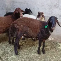 بره|حیوانات مزرعه|پیر بکران, |دیوار