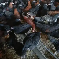 نیمچه مرغ ۴ماهه