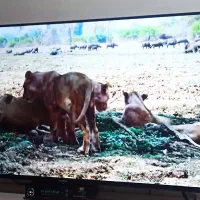 تلویزیون پاناسونیک ۵۵